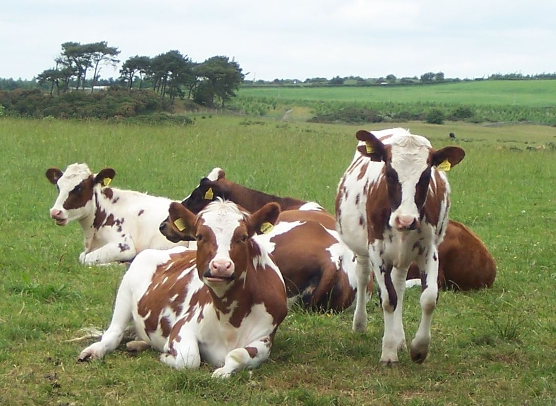 Ayrshire cows